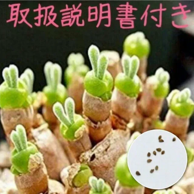 【決定版】多肉植物 うさぎの耳 モニラリア 育て方：初心者でも失敗しないコツ